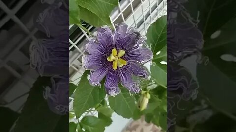 timelapse video of flower