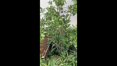 Pomelo Tree with fruits in Dubai