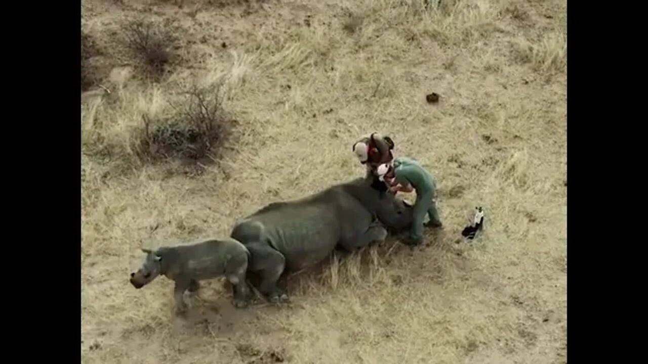 White Rhino calf chases conservation vets away