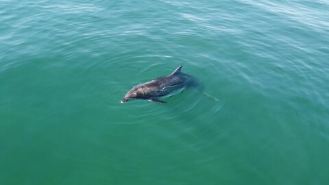 Dolphin Family Swims With Surfer