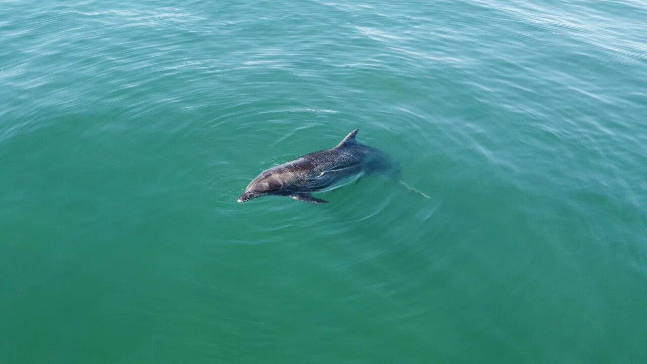 Dolphin Family Swims With Surfer