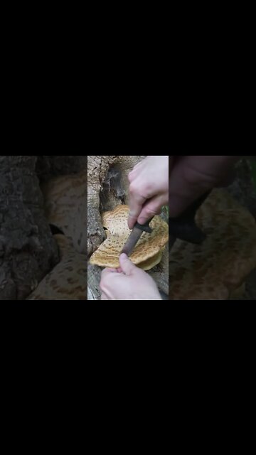 Foraging a Mushroom that Smells like Watermelon! Bushcraft / survival skills