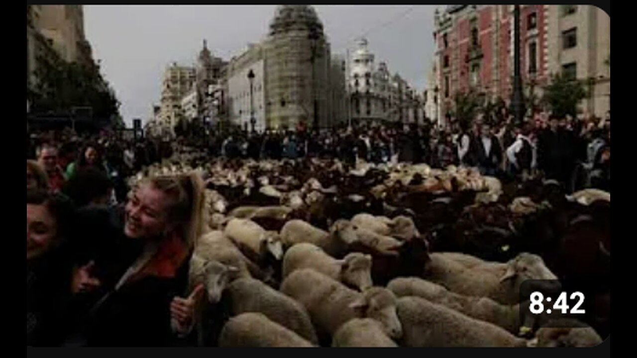 HERDING HUMANITY...