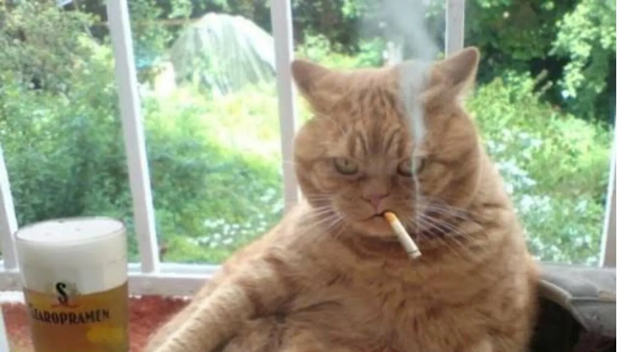 Smoking cat