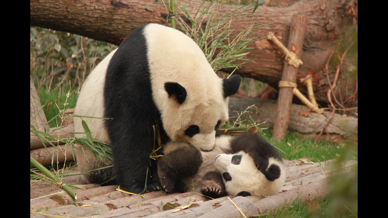 Did you know this about pandas 🐼