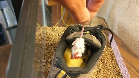 Mouse FEEDING from HAND! - Columbine the Californial King Snake is HUNGRY!!