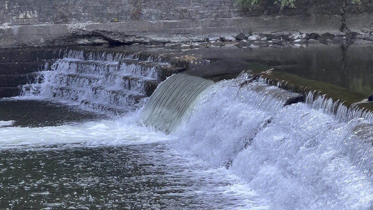 Salmon run Humber River 2022 edition 35