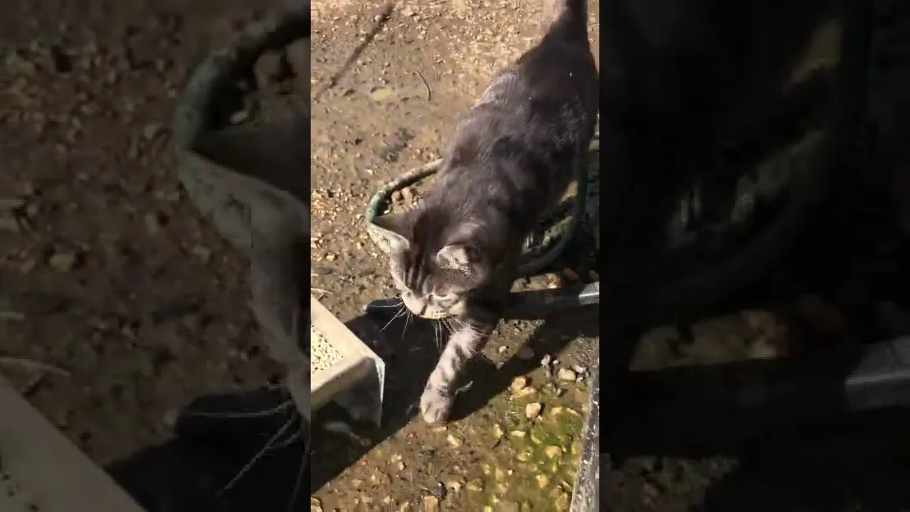 Anubis the cat comes over for a cuddle when the birds clear out