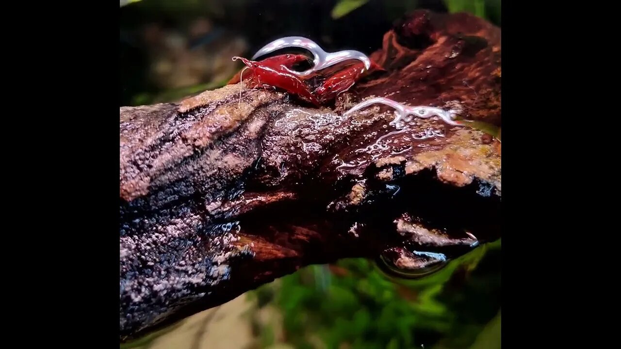 Red Fire Shrimp takes a stroll above water