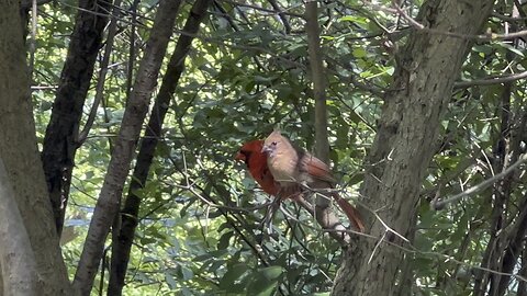 Beautiful juvenile Cardinal