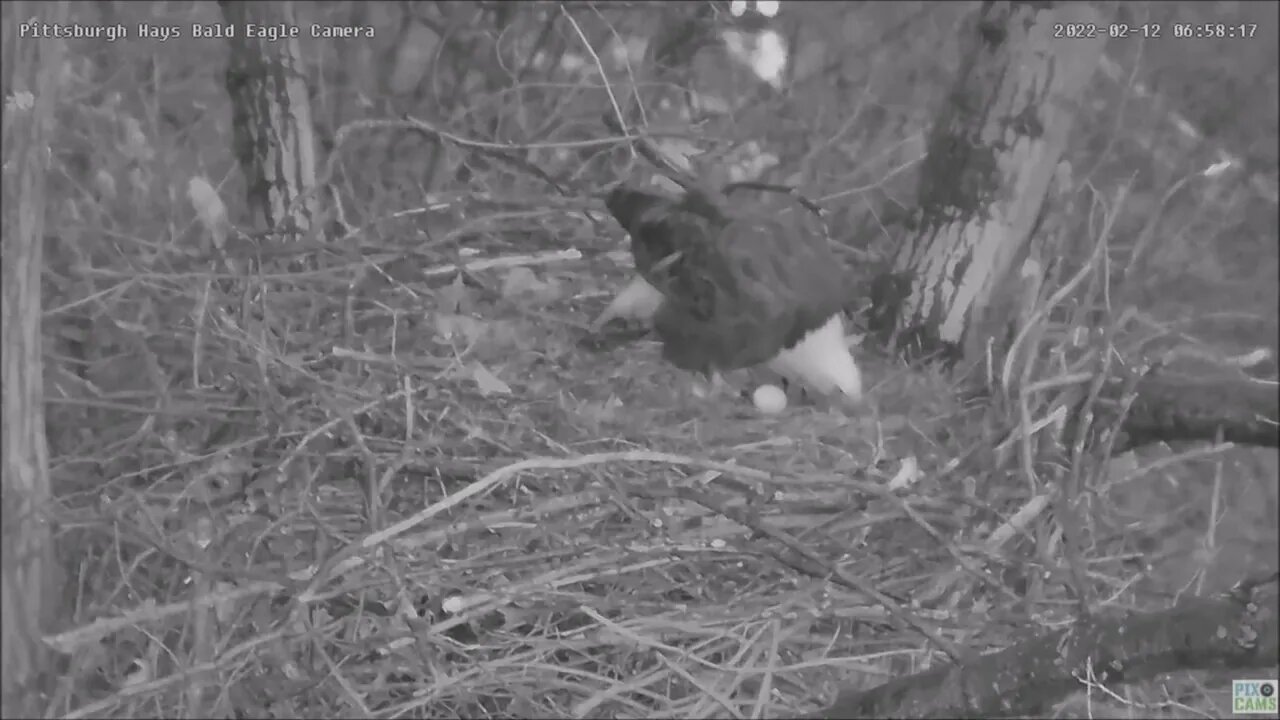 Hays Eagles Dad sees the Egg for the first time 2.12.22 6:53am