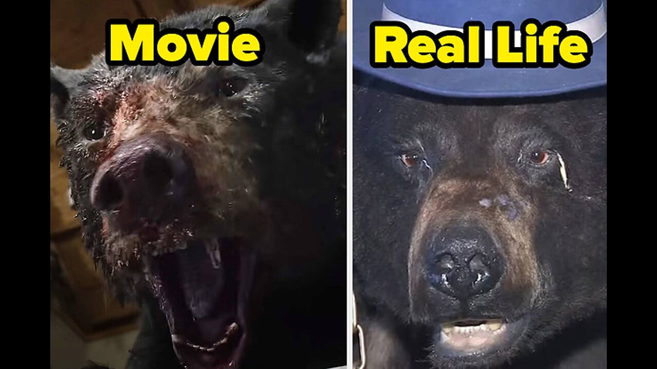 13 Insane Details About The REAL COCAINE BEAR!😱😱