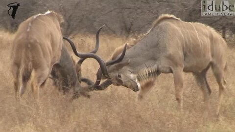 Magnificent Kudu Bulls Lock Horns In Dominance Battle