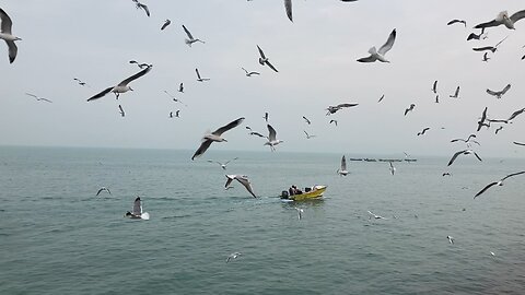 Migration Birds in Iran❣️