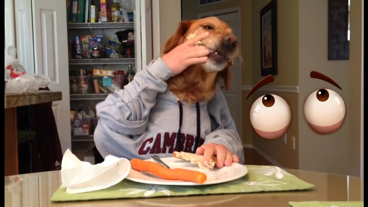 Dog eating with Human Hands - Oakley Loves his carrots