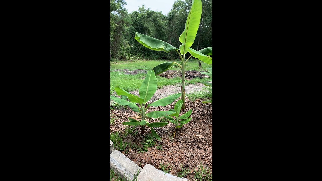 Growing Tropical plants in florida