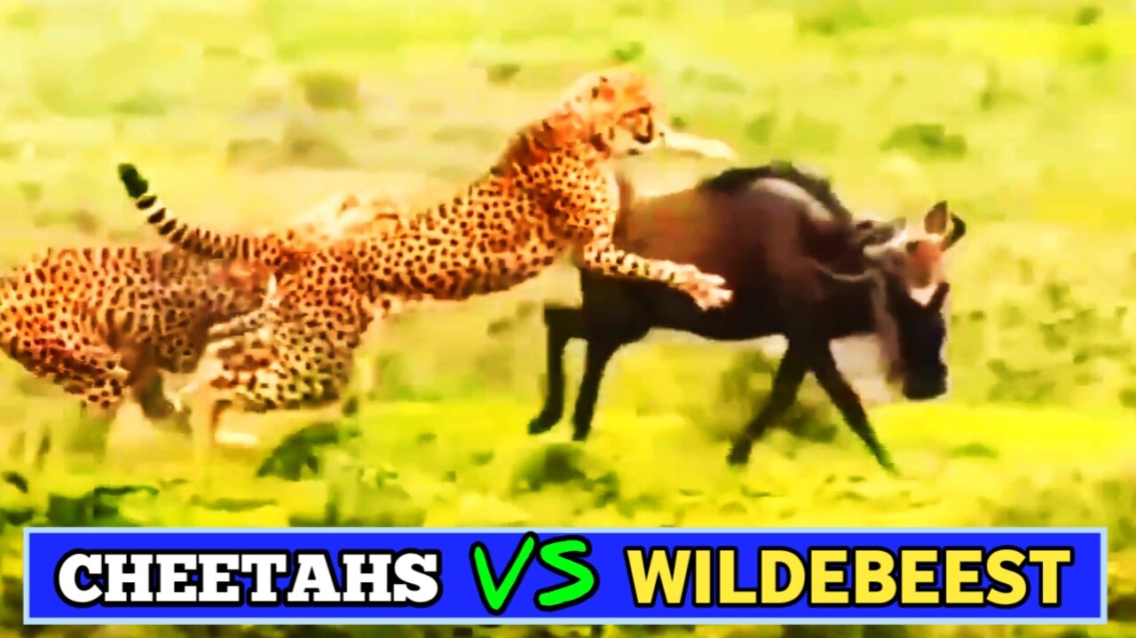 Incredible Battle For Survival - Cheetahs Vs Wildebeest |