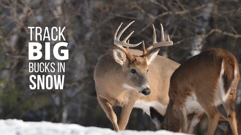 How to Track Big Bucks With R.G. Bernier