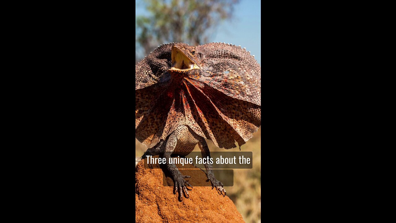 Fascinating Frill-Necked Lizard: Defenses & Climbing!