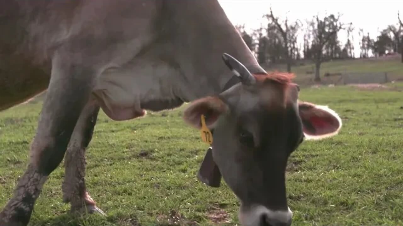 Cow bell sound video | Funny cute pets lovers