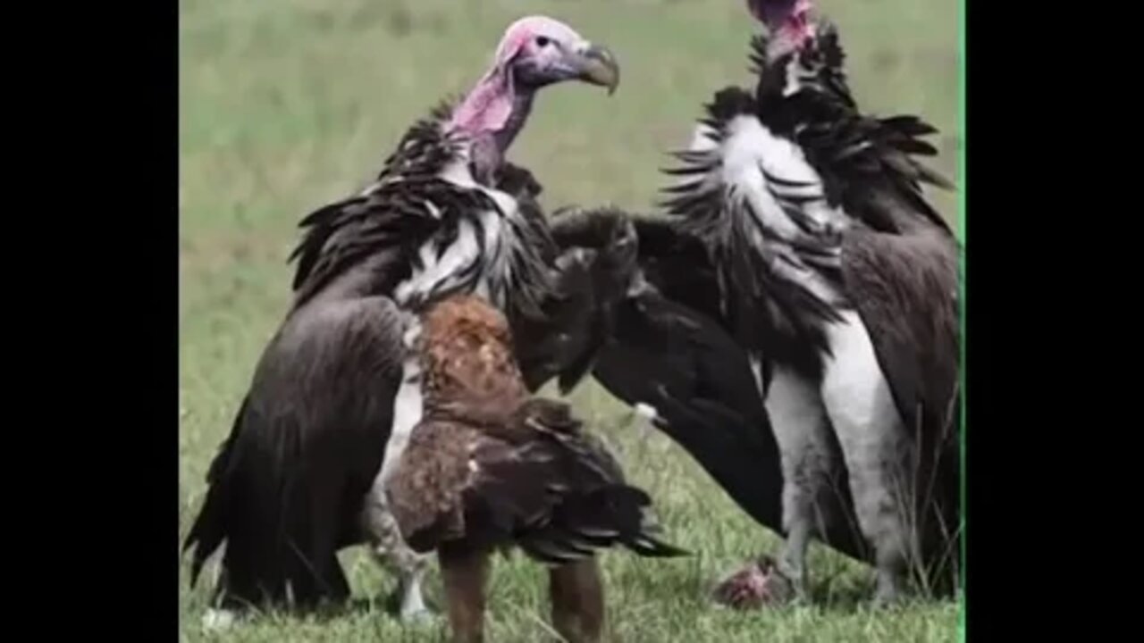 Eagle Vs Vultures - Give me my food back - Daily Dose of Nature