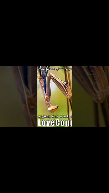 Stellar Light Keepers of the Galactic Alliance of Light - Solar Flash Activation