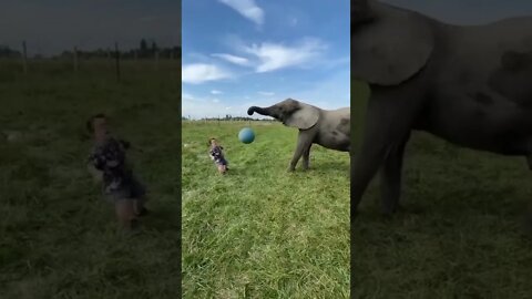 anão levando uma bolada de um elefante 😂😂 #shorts