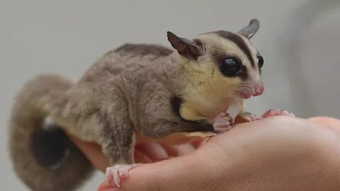 SUGAR GLIDERS Flying - Funny & Cute Compilation