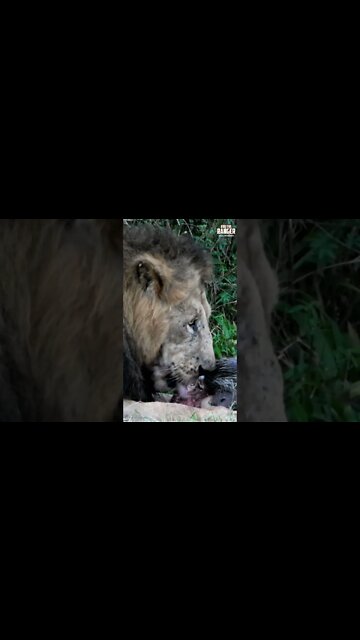 Lion Eats Warthog | Saturday #shorts
