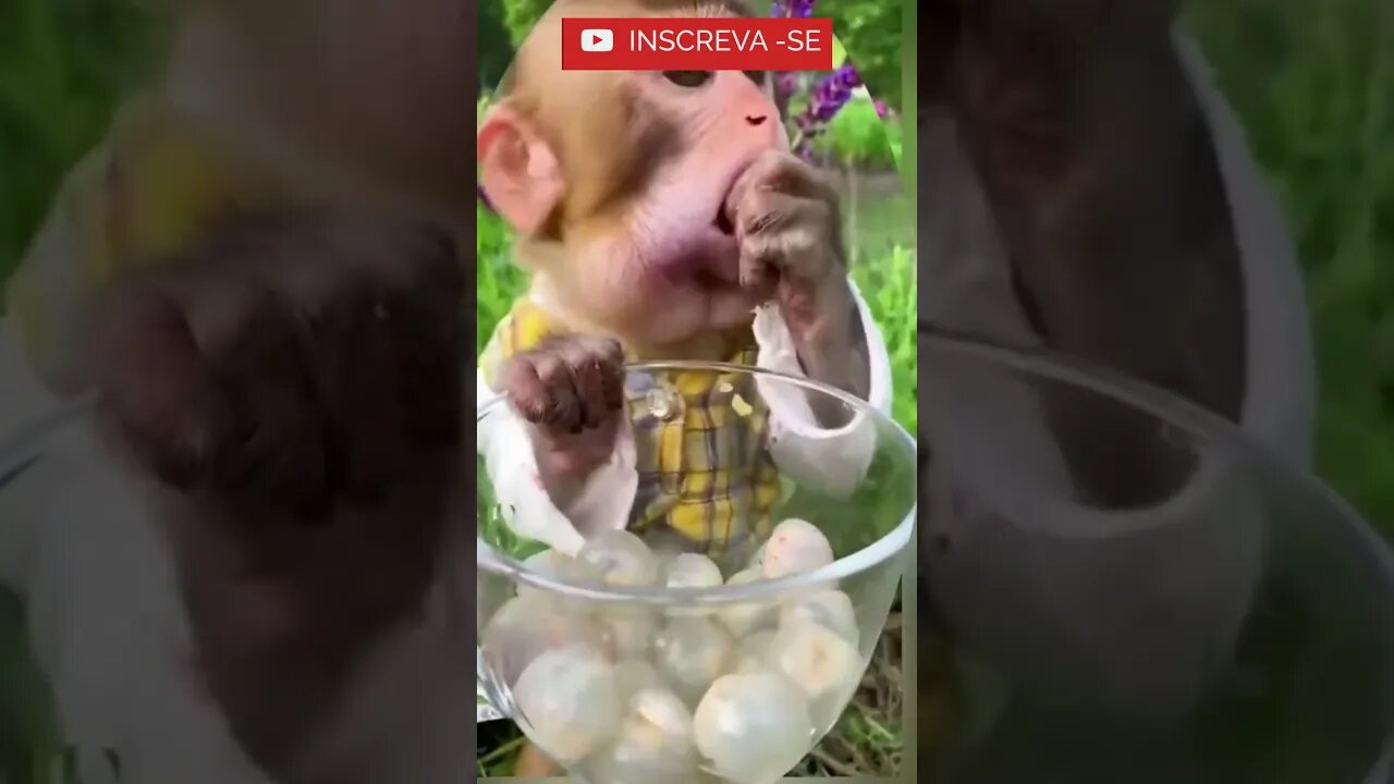 Olha que fofo, fofo e Guloso! - Quer conhecer algo interessante? Na Descrição: #shorts