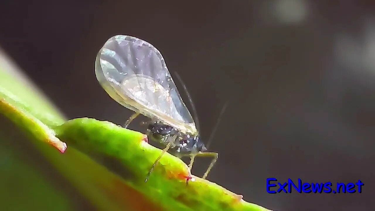 Aphids in Vernon and Coldstream fall 2023