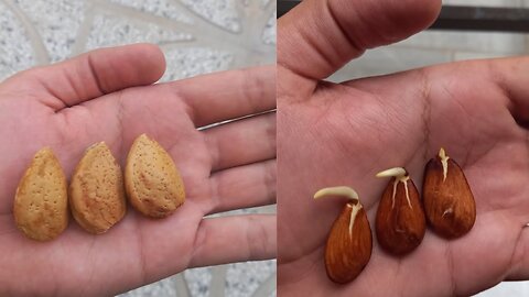 Almond cultivation, the best way to plant almonds