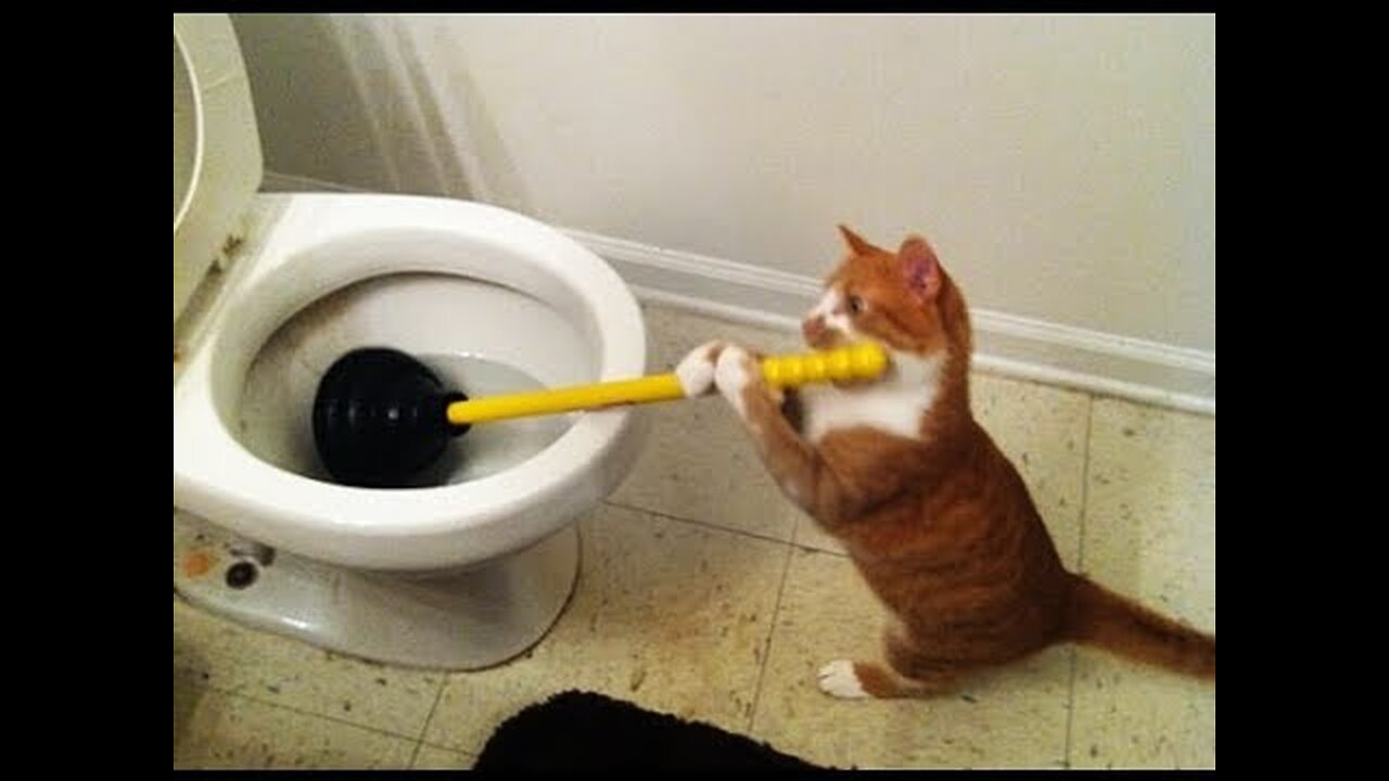 Baby Cats - Cute and Funny Cat Videos Compilation