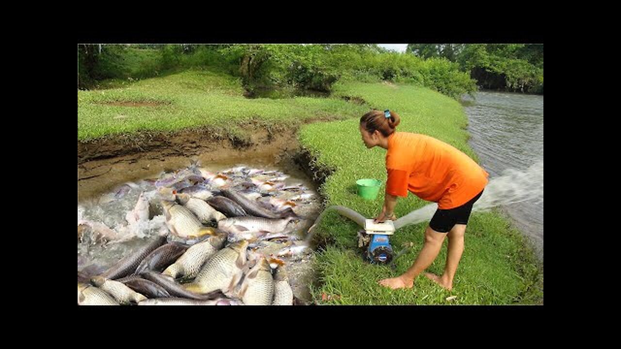 Catching wild fish | Pumping water outside the natural lake, catching many big fish | Full video