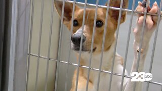 Woman arrested after dead dogs found in abandoned kennels in Bakersfield