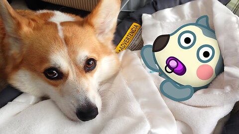 Baby Wolfoo vs Puppy Dog Animation Wolfoo in Real Life Funniest Cats And Dog - Woa Doodland