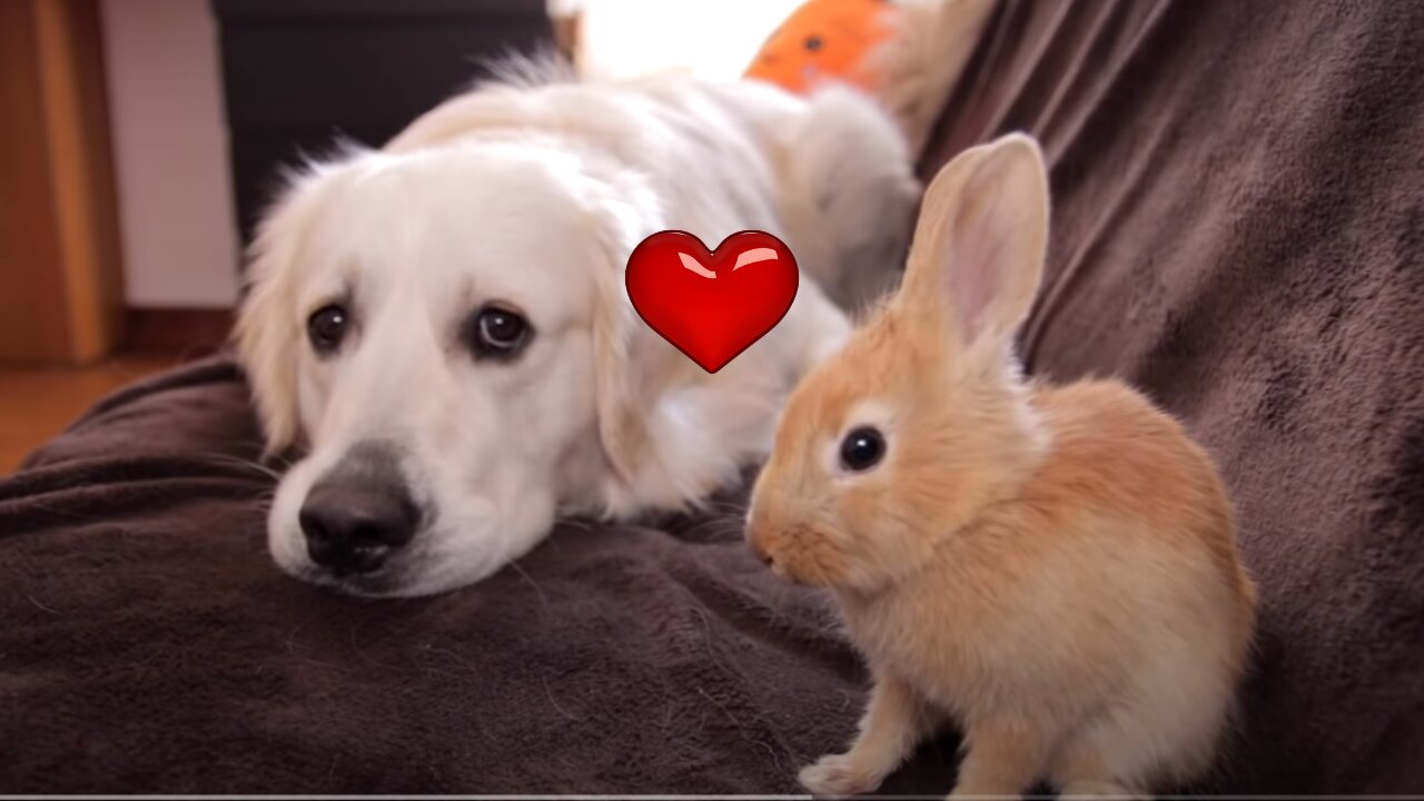 Funny Dog Bailey and Cute Rabbit Sam are Best Friends