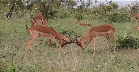 Impala Rams Fighting Animal Videos