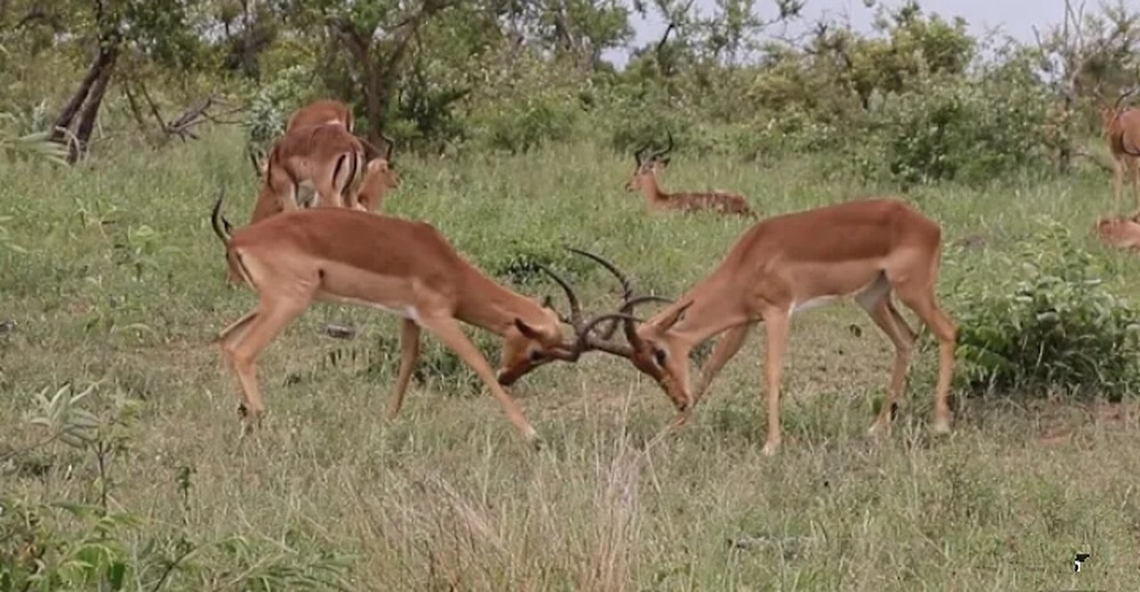 Impala Rams Fighting Animal Videos