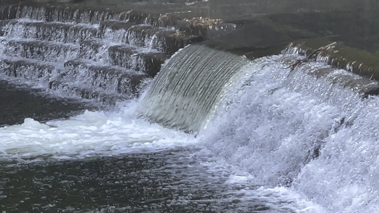 Salmon run Humber River 2022 edition 10
