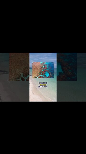 The great Barrier Reef is Alive!