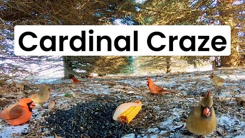 Cardinal Craze: Up Close Feeding | My Backyard Friends