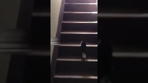 Cute kitten funny falling from stairs #shorts #cat #kitten