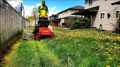 OVERGROWN Lawn INFESTED With Dandelions Gets A Satisfying TRANSFORMATION