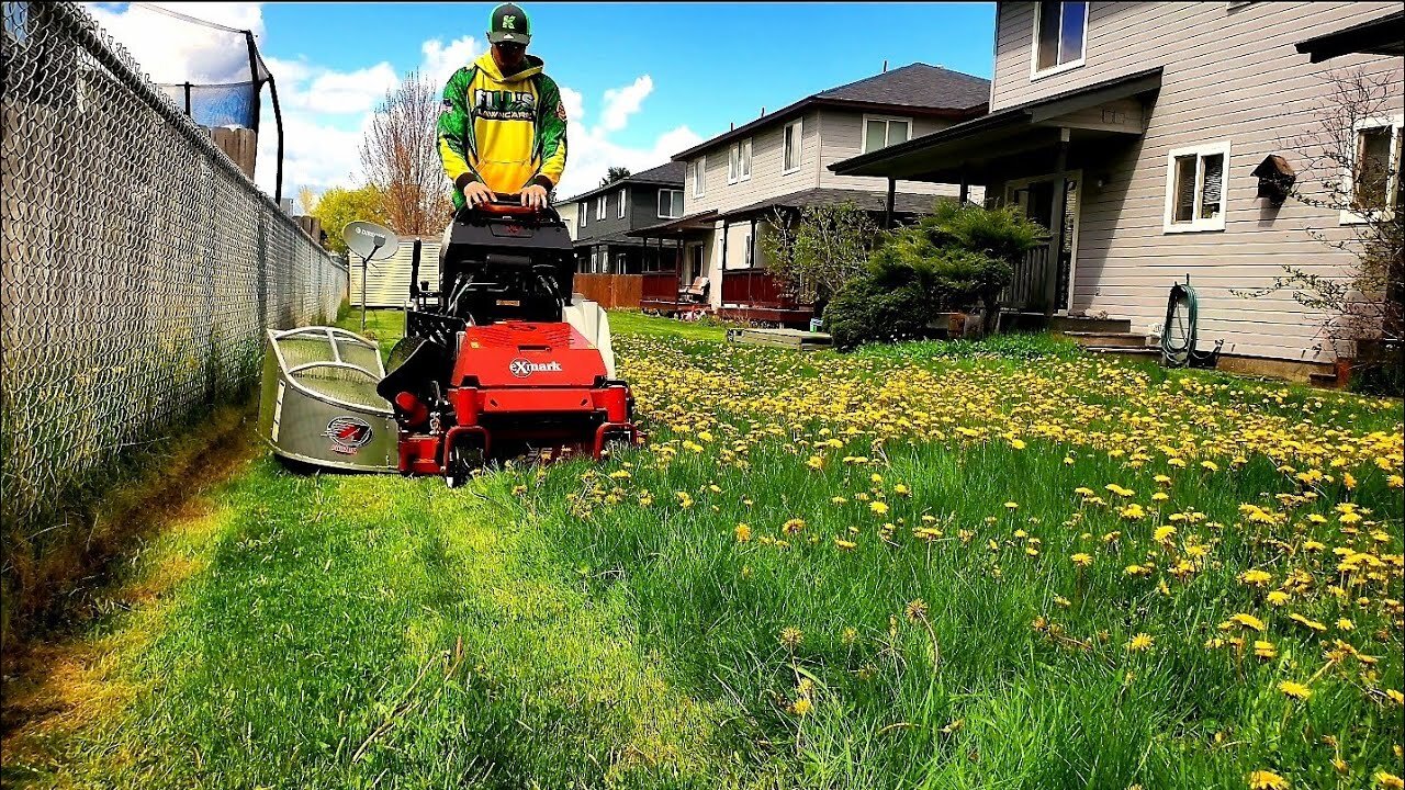 OVERGROWN Lawn INFESTED With Dandelions Gets A Satisfying TRANSFORMATION
