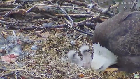 Hays Bald Eagles H16 bites Dad 32322 9:36am