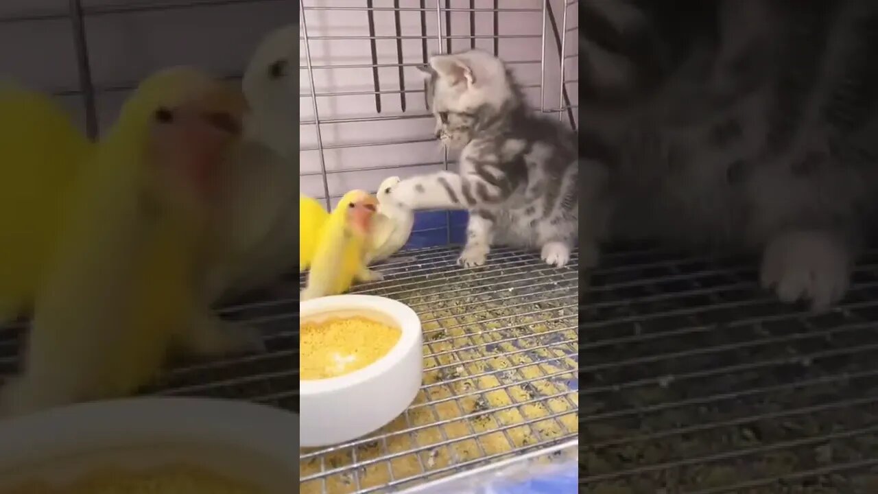 Cat And Parrot | #reels #cat #shorts #funny