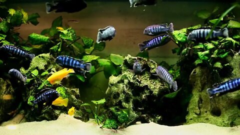 Various kinds of fish swimming in aquarium (2)