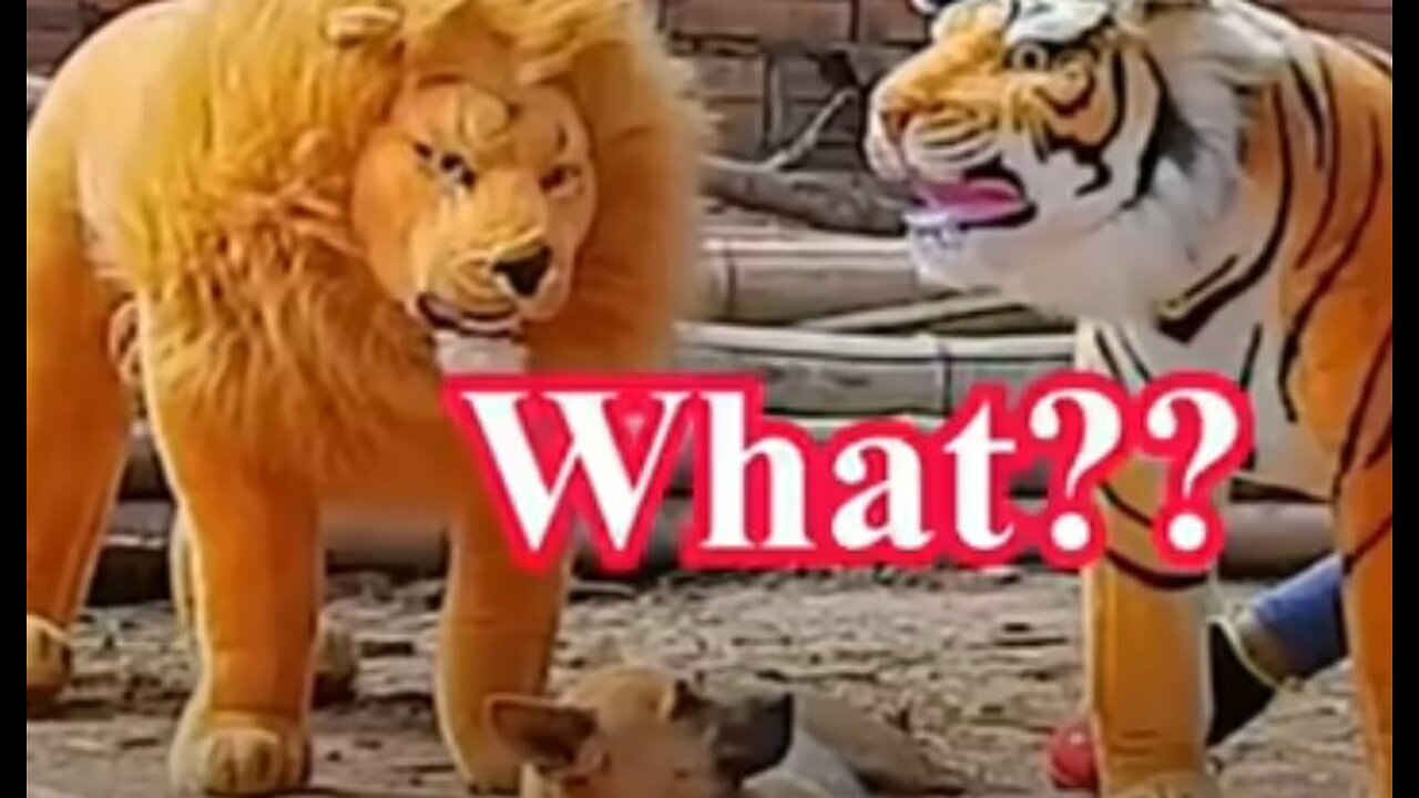 Troll Prank Dog Funny & fake Lion and Fake Tiger Prank To dog