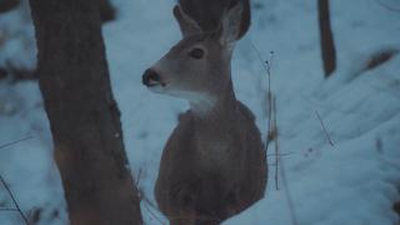 Zombie Deer Disease Outbreak Has Reportedly Spread To 32 States And 4 Canadian Provinces 🇺🇸The